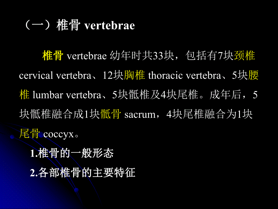 躯干骨及其骨连结.ppt_第3页