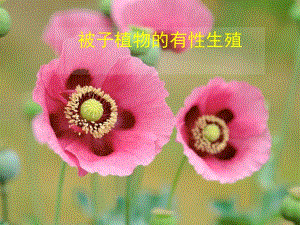 被子植物的有性生殖.ppt