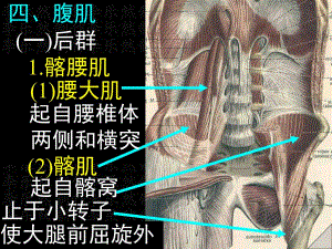 躯干肌上下肢肌.ppt