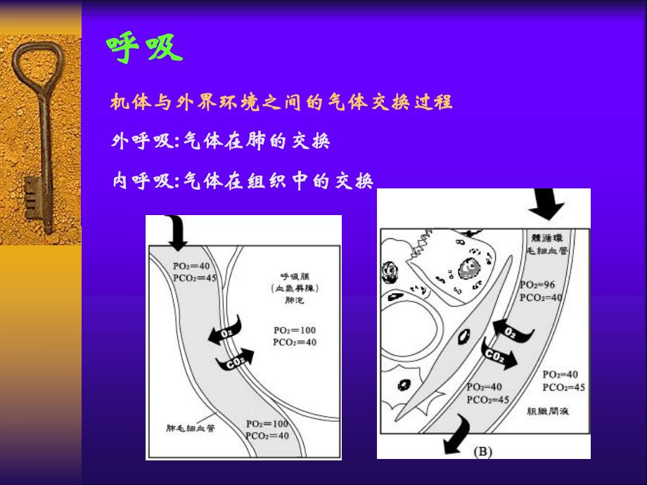 血气分析及酸碱失衡.ppt_第3页