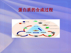 蛋白质合成过程.ppt