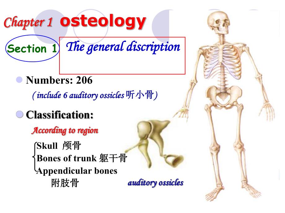 运动系统总论osteologyThebonesoftrunk.ppt_第3页