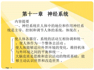 解剖学课件神经系统.ppt