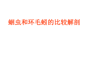 蛔虫和环毛蚯的比较解剖.ppt