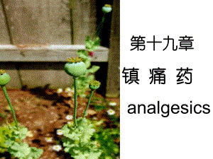 药理学第2版19镇痛药.ppt