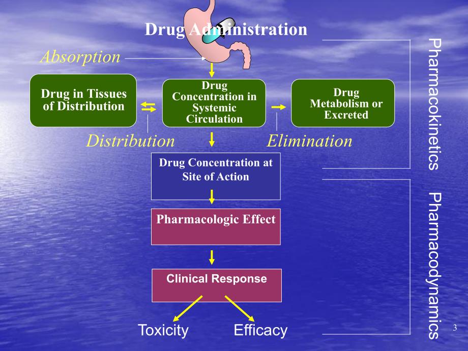 药理学第三章动力学.ppt_第3页