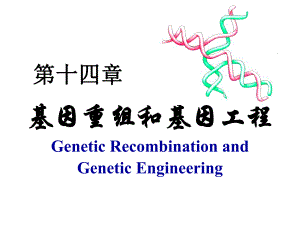 自然界的基因转移和重组.ppt
