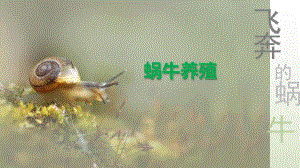 蜗牛饲养方法.ppt