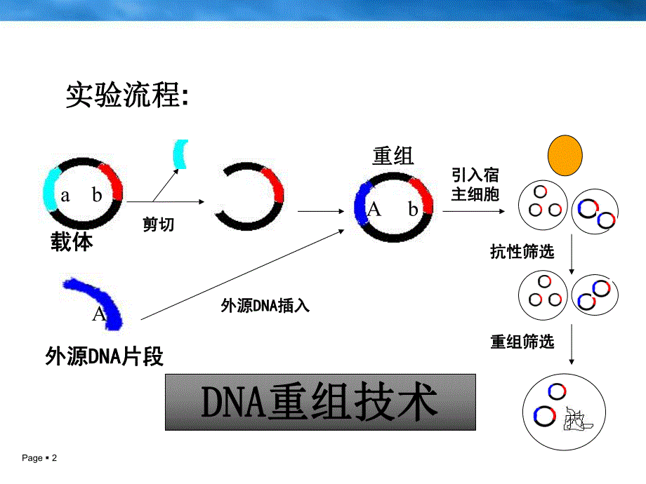 质粒改造修改.ppt_第2页