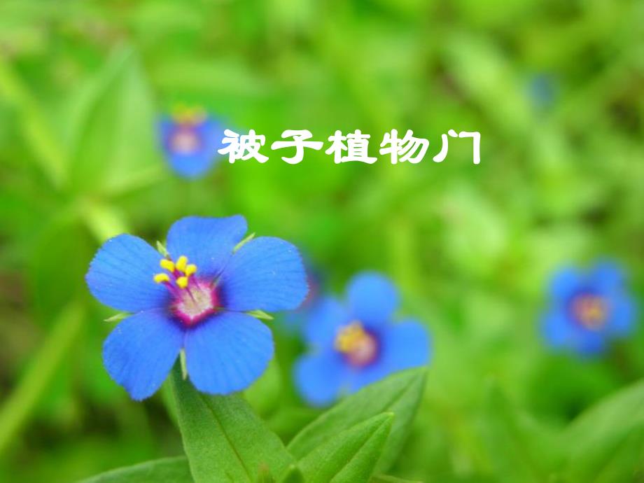 药用植物学被子植物门.ppt_第1页