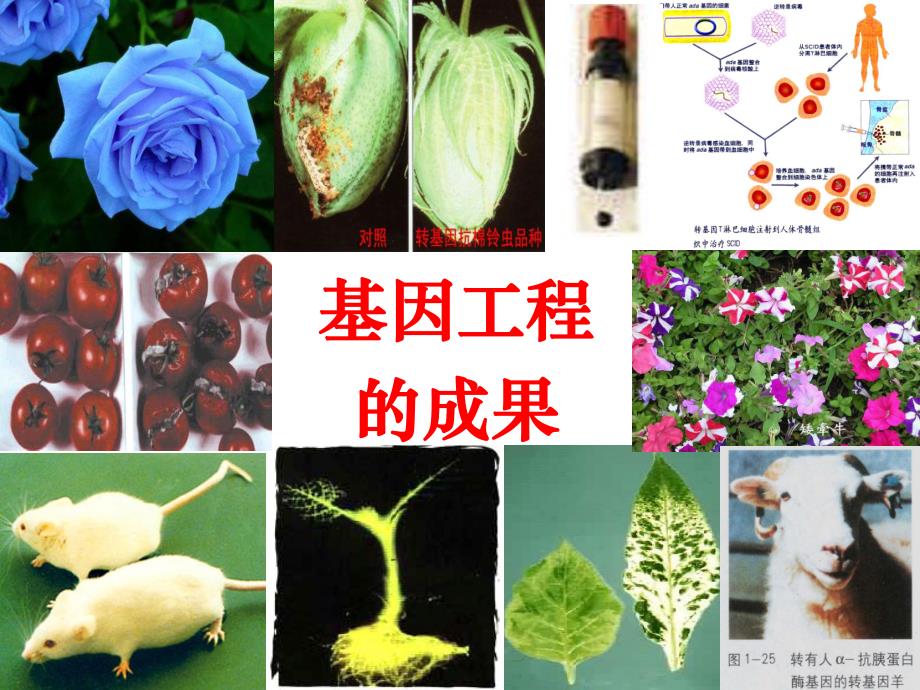 蛋白质工程的崛起CX.ppt_第2页