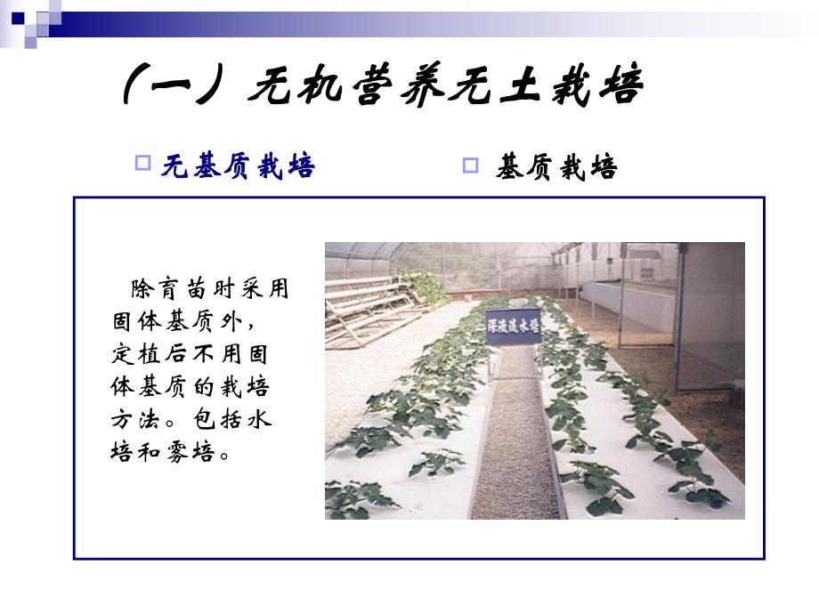蔬菜无土栽培.ppt_第3页