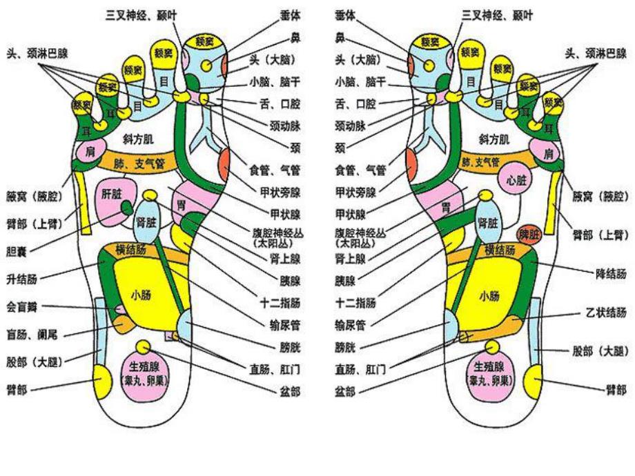 足部反射区全息图解课件PPT.ppt_第1页