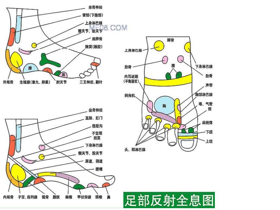 足部反射区全息图解课件PPT.ppt_第2页