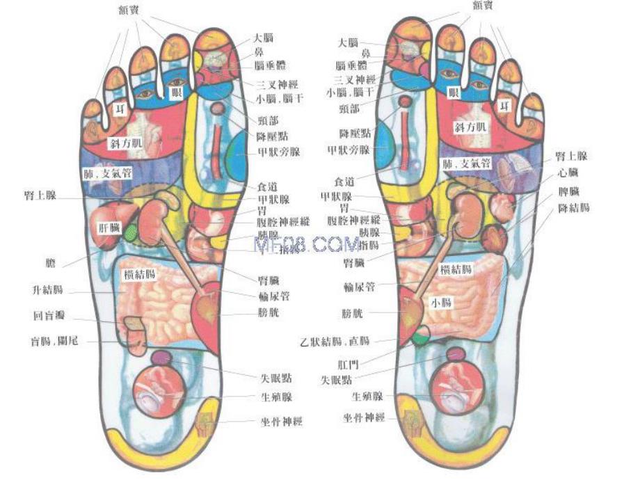 足部反射区全息图解课件PPT.ppt_第3页