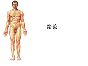 解剖学基础绪论.ppt