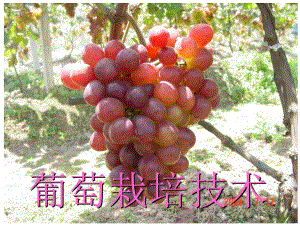 葡萄栽培技术.ppt