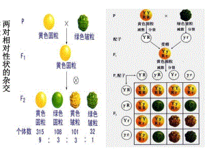 自由组合与性别决定伴性遗传.ppt