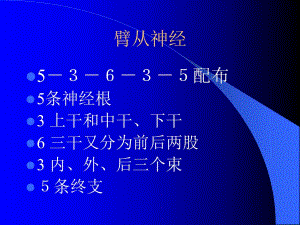臂丛神经解剖.ppt