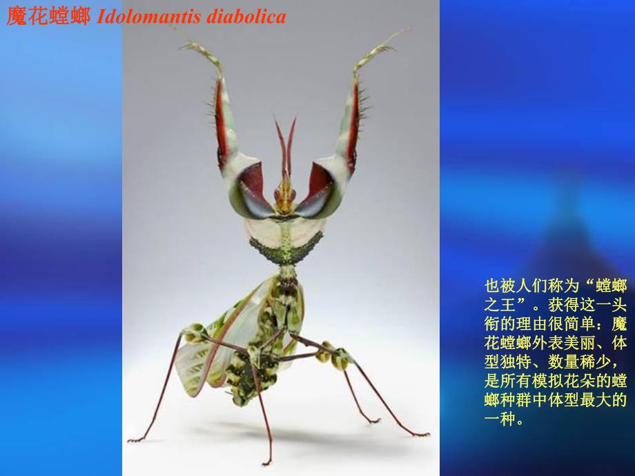 自然界怪异的昆虫.ppt_第3页