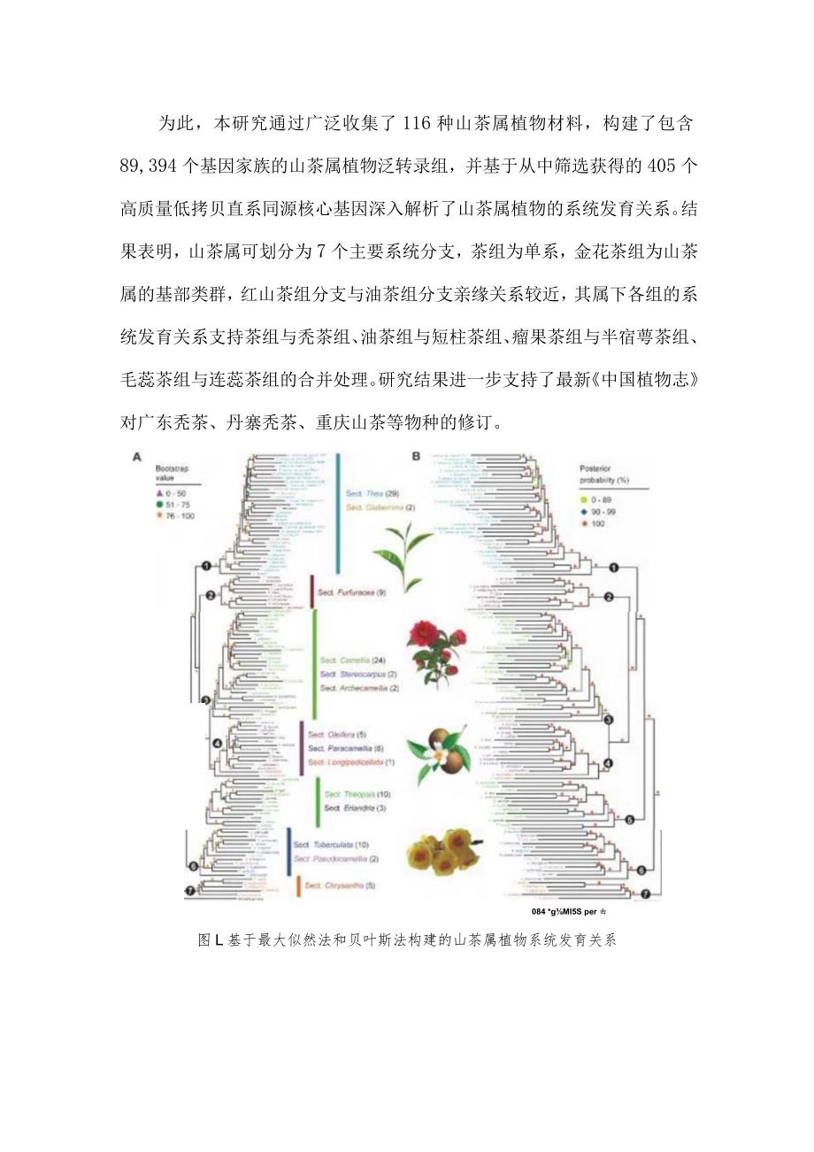 夏恩华教授团队揭示山茶属植物系统发育关系及其特征性次生代谢物的演化规律.docx_第2页
