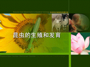 第一节昆虫的生殖和发育.ppt