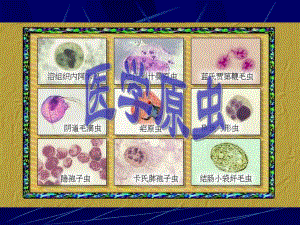 医学医学原虫课件.ppt