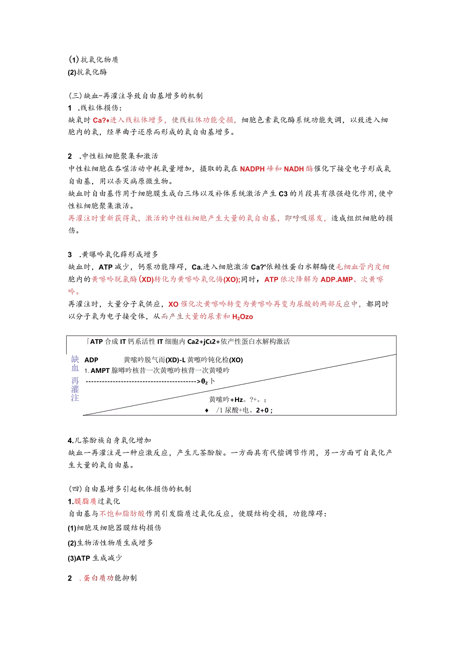 病理生理学整理12.缺血再灌注损伤.docx_第3页