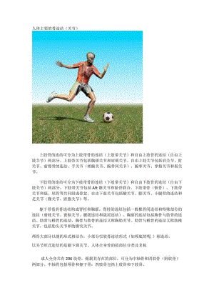 人体主要关节.docx