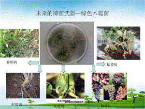 绿色木霉菌.ppt