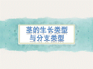 茎的生长类型和分枝类型.ppt