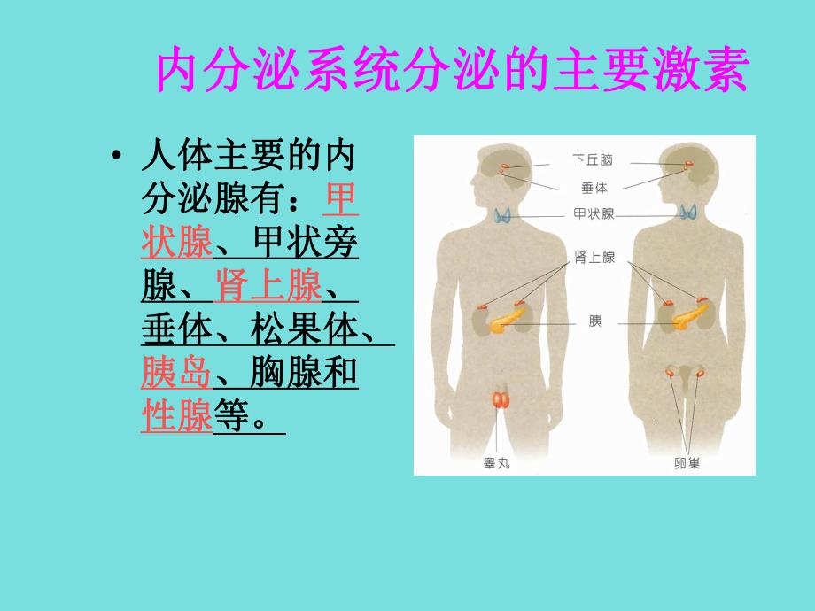 1基本药物培训激素及影响内分泌药.ppt_第2页