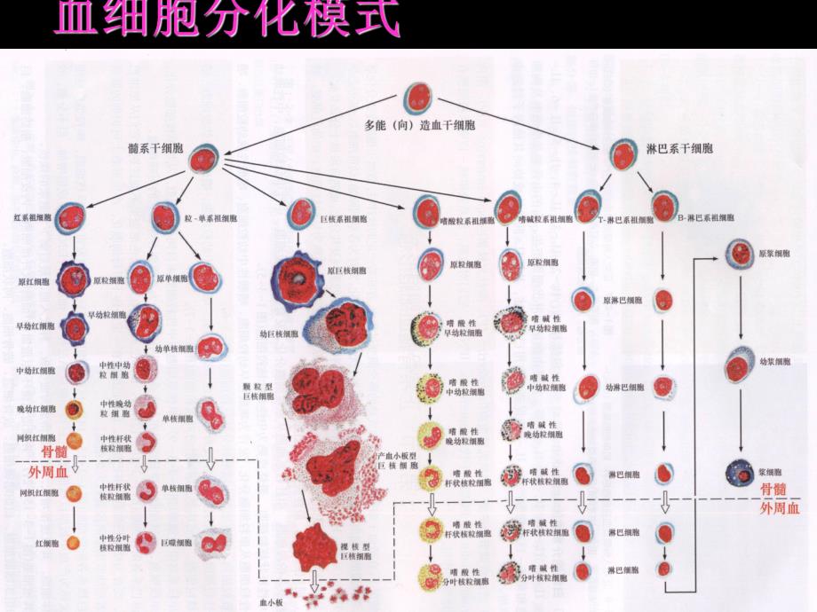 【最新精选】1.骨髓细胞形态.ppt_第3页