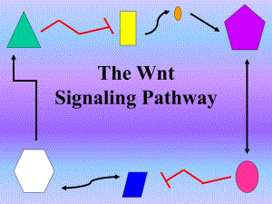 the wnt signaling pathway.ppt