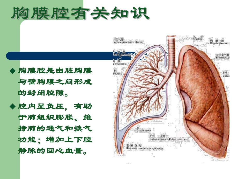 ICU胸腔闭式引流.ppt_第3页