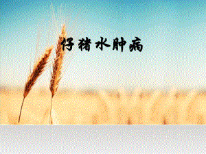 仔猪水肿病.ppt