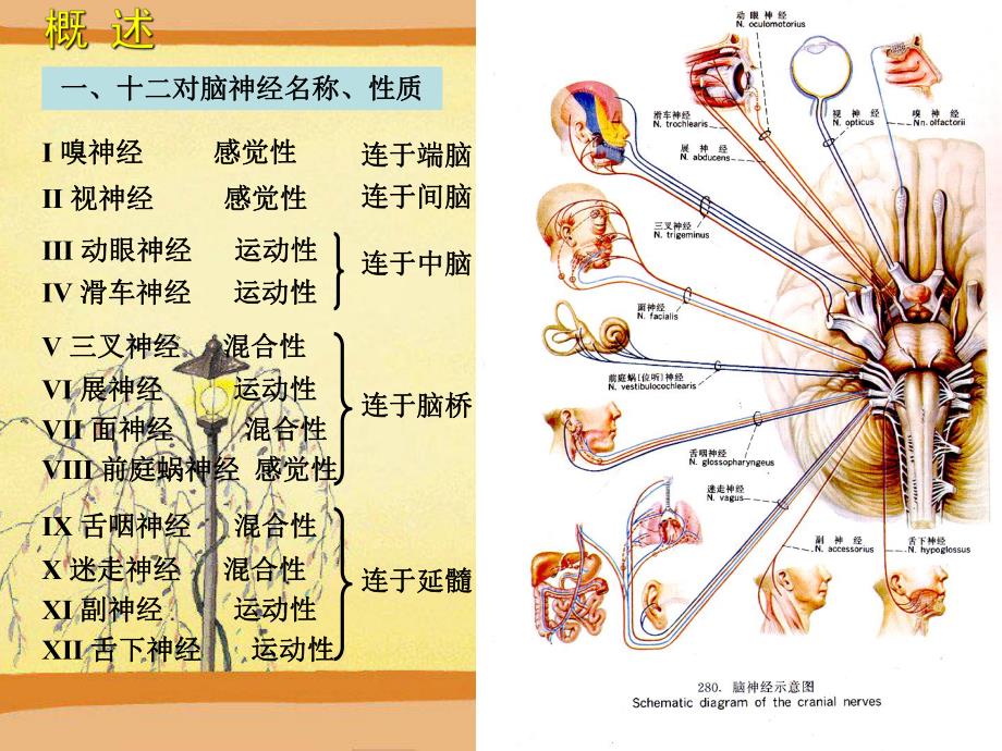 十二对脑神经资料PPT课程.ppt_第2页