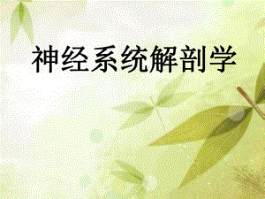 中枢神经系统解剖端脑.ppt