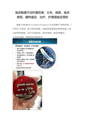 临床鲍曼不动杆菌危害、分布、病原、临床表现、菌种鉴定、治疗、护理措施及预防.docx