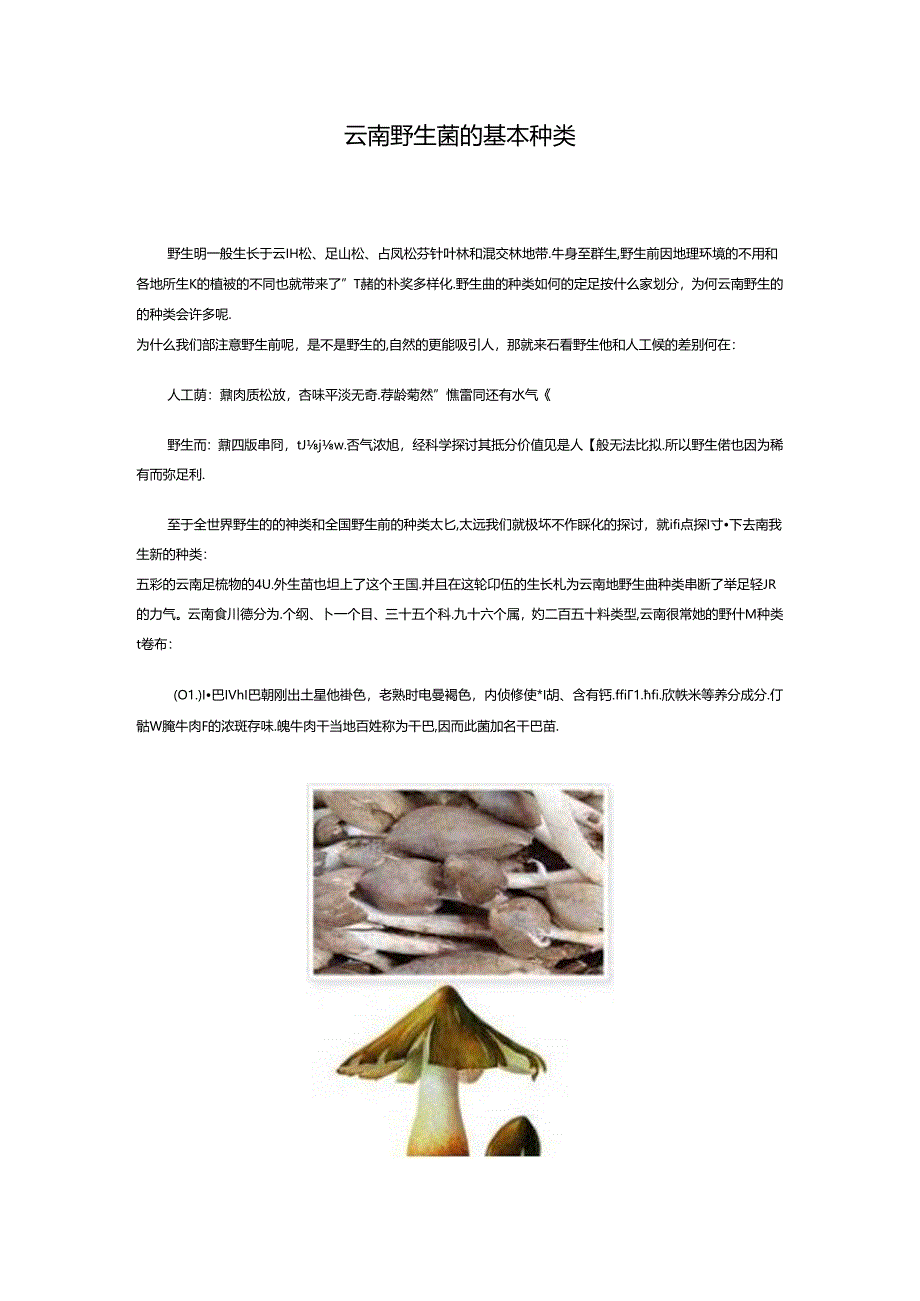 云南野生菌的基本种类.docx_第1页