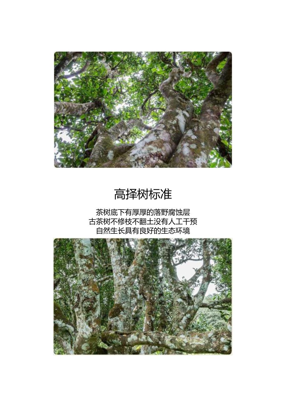 一次性把茶叶讲清楚!(建议收藏).docx_第3页