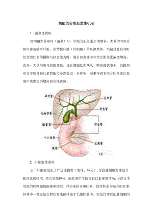 黄疸的分类及发生机制.docx