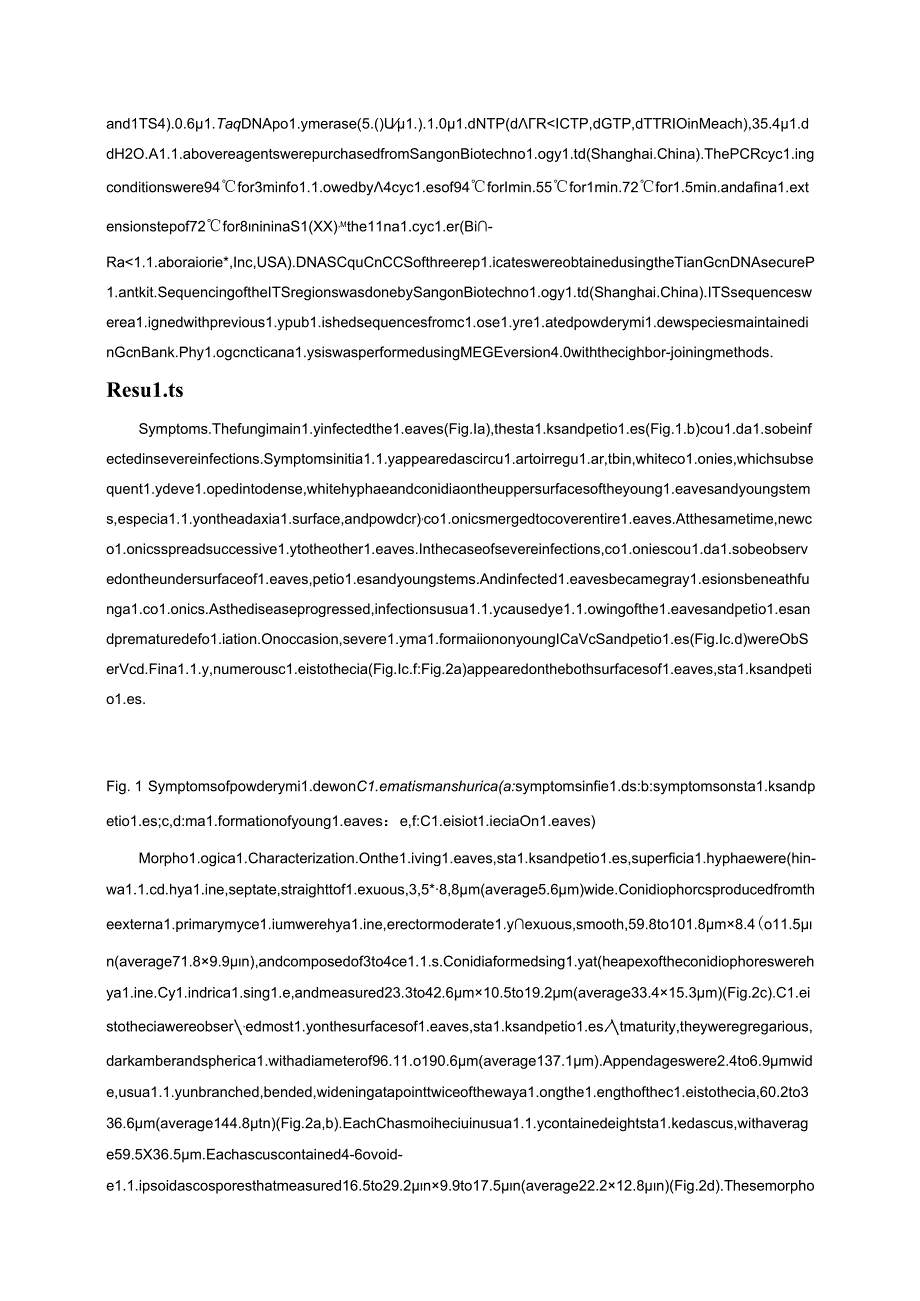 Morphological and molecular identification of Powdery Mildew of Clematis manshurica Caused by Erysiphe aquilegiae in China.docx_第2页