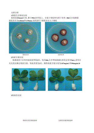 光照分析1菌落生长情况比较取病原菌.docx