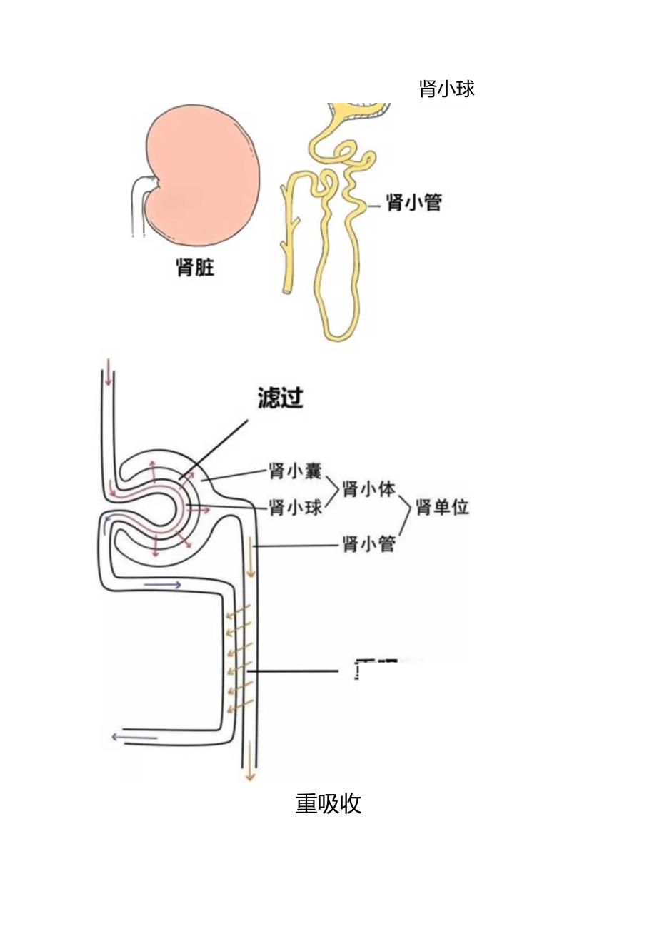 血液透析、血液滤过以及血液灌流的原理和作用.docx_第3页