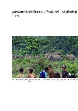 大象成群破坏农田里的庄稼得知真相后人们羞愧地低下了头.docx