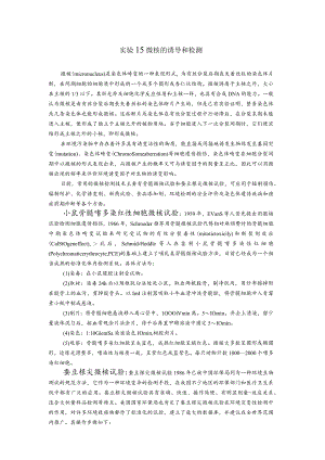 实验15-微核的诱导和检测.docx