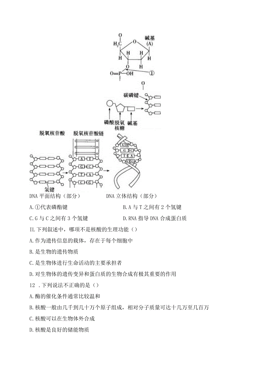 2023-2024学年人教版新教材选择性必修三 第四章第三节 核酸 作业.docx_第3页