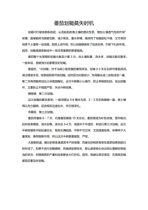 番茄划锄莫失时机.docx
