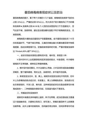 番茄病毒病表现症状以及防治.docx